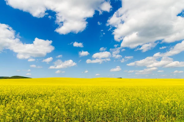 Yellow Oilseed Rape Field Blue Sky Sun — Stock Photo, Image