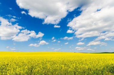 Sarı yağ çekirdeği tecavüz tarlası Mavi gökyüzünün altında güneşli
