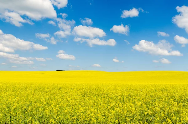 Yellow Oilseed Rape Field Blue Sky Sun — Stock Photo, Image