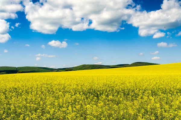 Yellow Oilseed Rape Field Blue Sky Sun — Stock Photo, Image