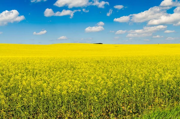 Gelbes Rapsfeld Unter Blauem Himmel Mit Sonne — Stockfoto