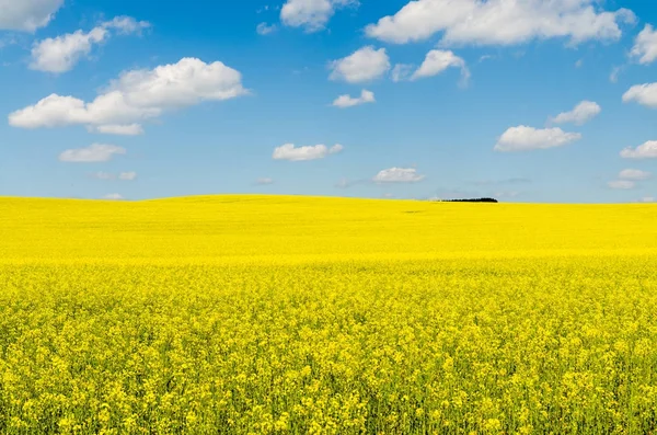 太陽と青空の下で黄色の油種レイプフィールド — ストック写真