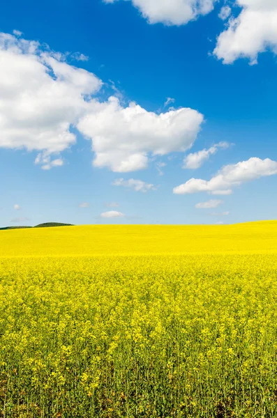 Campo Colza Oleaginosas Amarelas Sob Céu Azul Com Sol — Fotografia de Stock