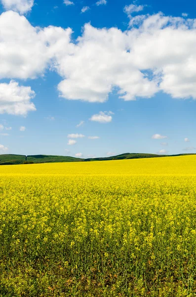 Gelbes Rapsfeld Unter Blauem Himmel Mit Sonne — Stockfoto