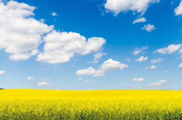 Campo Colza Oleaginosas Amarelas Sob Céu Azul Com Sol — Fotografia de Stock