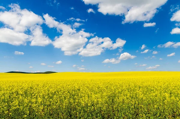 Gelbes Rapsfeld Unter Blauem Himmel Mit Sonne — Stockfoto