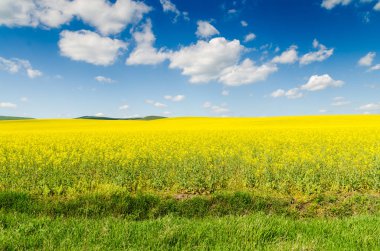 Sarı yağ çekirdeği tecavüz tarlası Mavi gökyüzünün altında güneşli