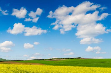 Sarı yağ çekirdeği tecavüz tarlası Mavi gökyüzünün altında güneşli