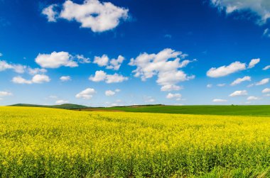 Sarı yağ çekirdeği tecavüz tarlası Mavi gökyüzünün altında güneşli