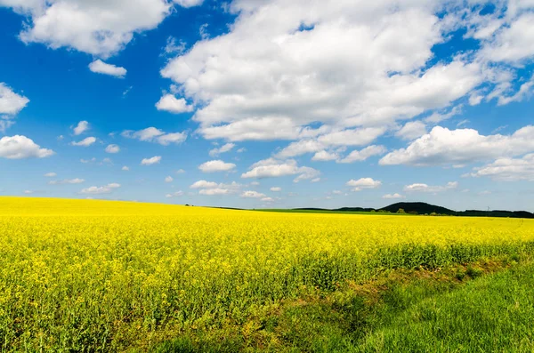 Жовте Поле Зґвалтування Олійних Культур Під Блакитним Небом Сонцем — стокове фото