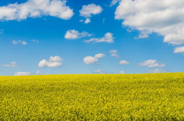 Campo Amarillo Colza Oleaginosa Bajo Cielo Azul Con Sol —  Fotos de Stock