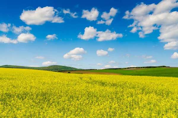 Campo Amarillo Colza Oleaginosa Bajo Cielo Azul Con Sol —  Fotos de Stock