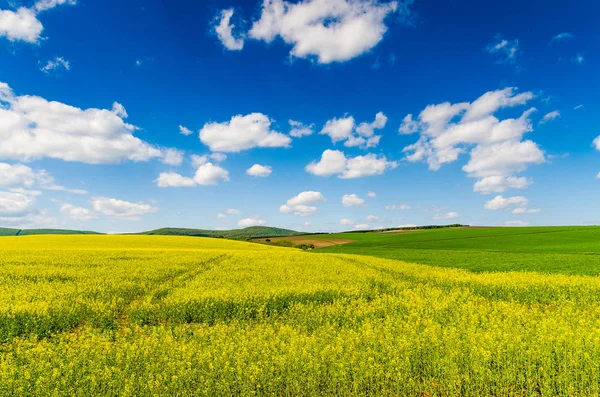 Gelbes Rapsfeld Unter Blauem Himmel Mit Sonne — Stockfoto