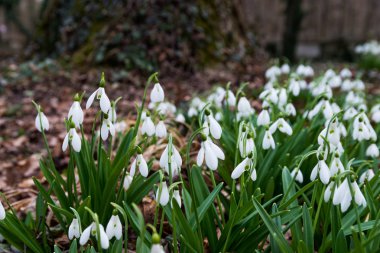 İlkbaharda beyaz kartopu çiçekleri