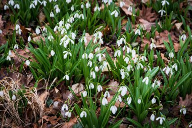 İlkbaharda beyaz kartopu çiçekleri