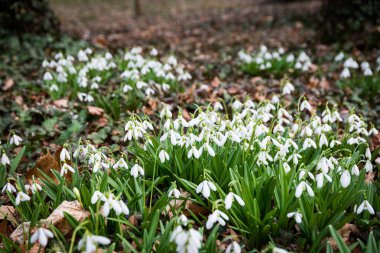 İlkbaharda beyaz kartopu çiçekleri