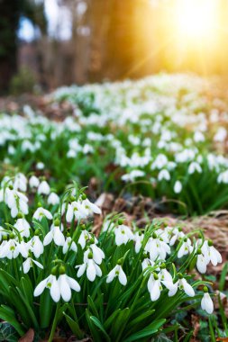 white snowdrop flowers in spring clipart