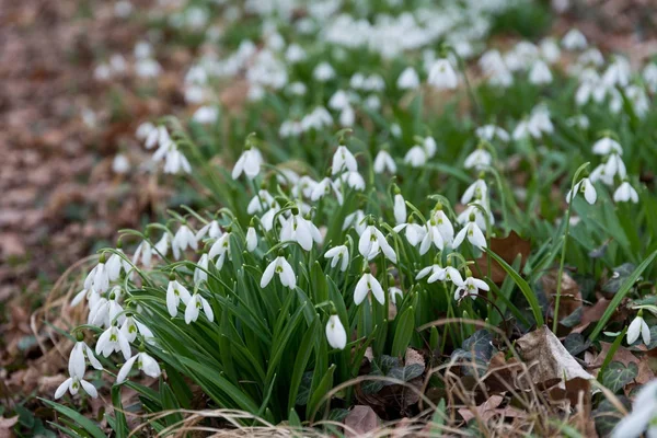 İlkbaharda beyaz kartopu çiçekleri