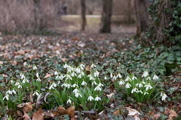 Bianco Bucaneve Fiori Primavera — Foto Stock