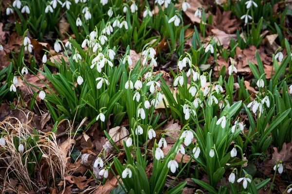 İlkbaharda beyaz kartopu çiçekleri