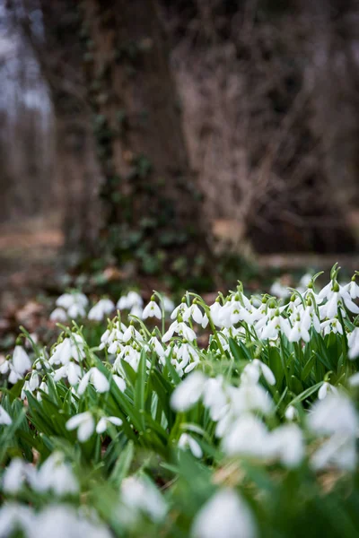 Білі Квіти Снігу Навесні — стокове фото