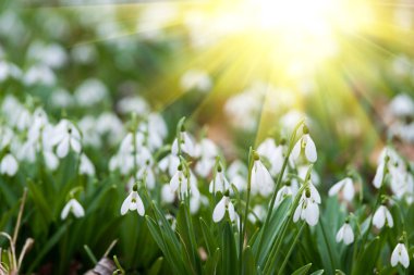 white snowdrop flowers in spring, selective focus clipart