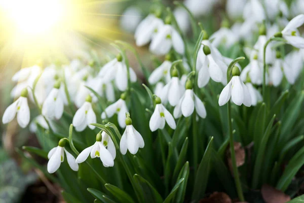 Fleurs Blanches Chute Neige Printemps Foyer Sélectif — Photo