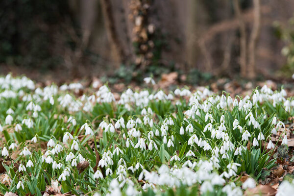 Белые подснежники весной, селективный фокус
