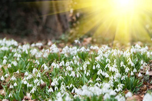 Fleurs Blanches Chute Neige Printemps Foyer Sélectif — Photo