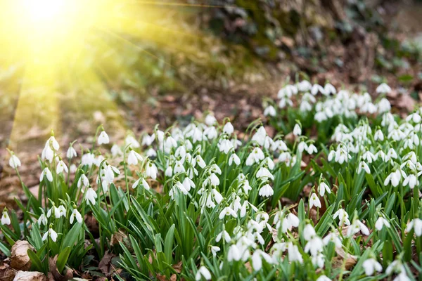 Flores Brancas Gota Neve Primavera Foco Seletivo — Fotografia de Stock