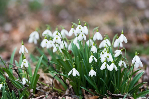 Flores Brancas Gota Neve Primavera Foco Seletivo — Fotografia de Stock