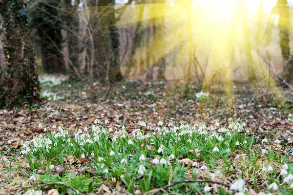 Květy Bílé Sněženka Lese Jaře — Stock fotografie