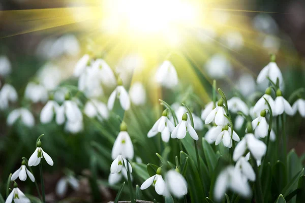 Květiny Bílé Sněženka Jaro Selektivní Zaměření — Stock fotografie