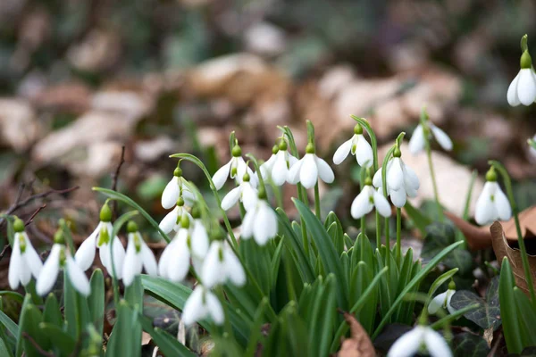 White Snowdrop Flowers Spring Selective Focus — Stock Photo, Image