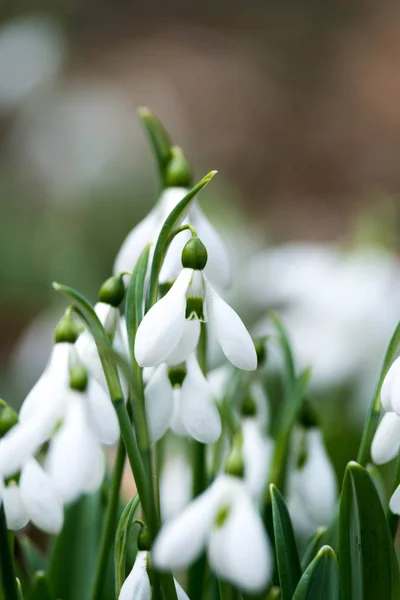 Witte Snowdrop Bloemen Lente Selectieve Focus — Stockfoto