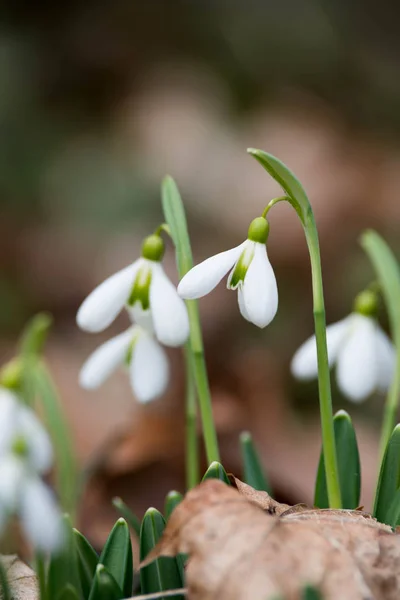 Vit Snödroppe Blommor Våren Selektiv Fokus — Stockfoto
