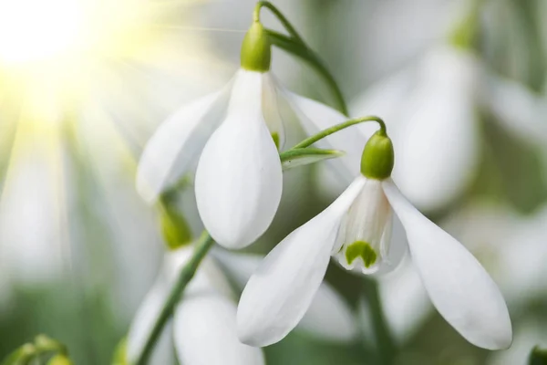 Beautiful White Snowdrop Flowers Spring Meadow — Stock Photo, Image