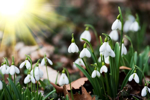 Mooie Witte Snowdrop Bloemen Voorjaar Weide — Stockfoto