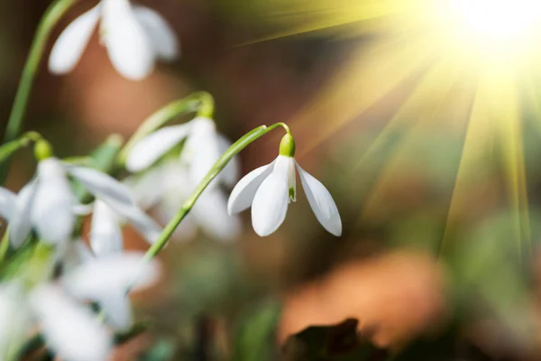 Krásné Bílé Sněženka Květiny Jarní Louce — Stock fotografie