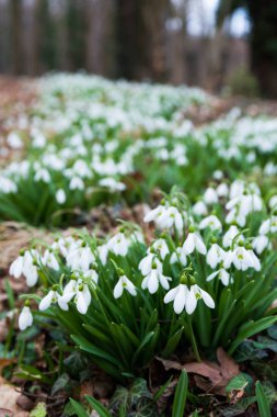 Beyaz kardelen çiçek bahar ormandaki
