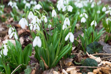 Beyaz kardelen çiçek bahar ormandaki