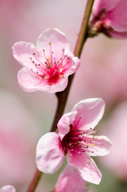 Şeftali çiçeği çiçek, görünümü kadar yakın