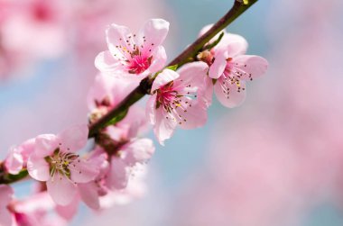 Şeftali çiçeği çiçek, görünümü kadar yakın