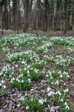Beyaz kardelen çiçek bahar ormandaki Görünümü Kapat