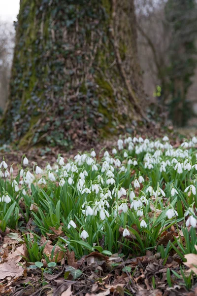 Bianco Bucaneve Fiori Nella Foresta Primaverile — Foto Stock