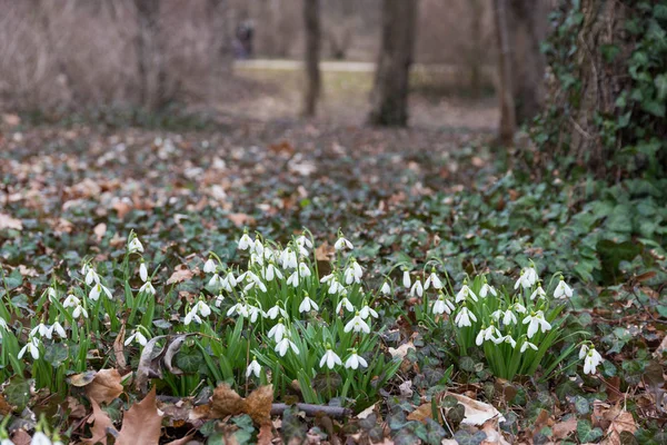Білі Квіти Снігу Весняному Лісі — стокове фото