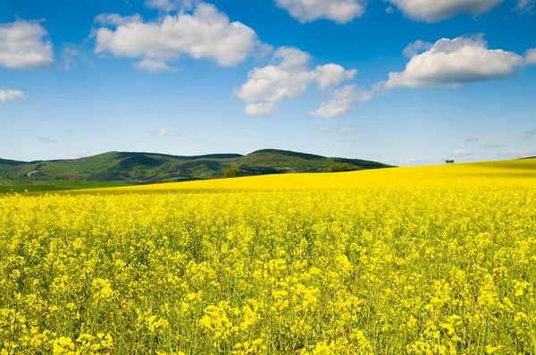 Schönes Rapsfeld Und Blauer Himmel — Stockfoto