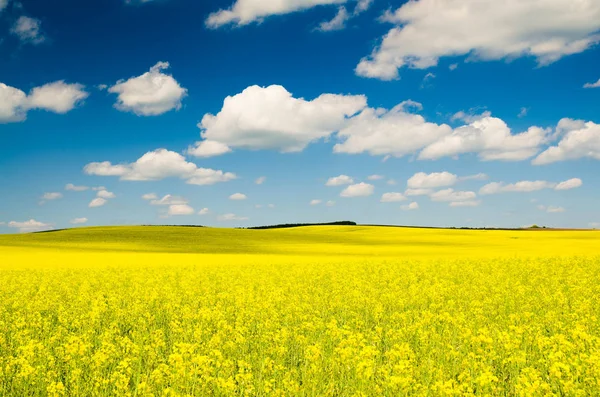 Beautiful Rape Field Blue Sky — Stock Photo, Image