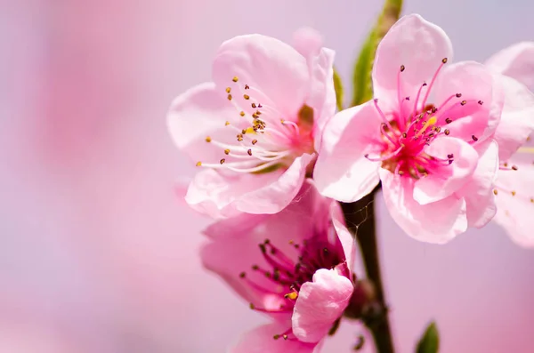 桃花花 — 图库照片