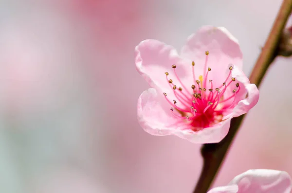 Peach Blossom Flowers Close View — Stock Photo, Image